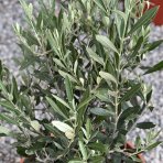 Olivovník európsky (Olea europaea) (-12°C) - výška: 30-40 cm, kont. C3L - BONSAJ (DECO MISA)